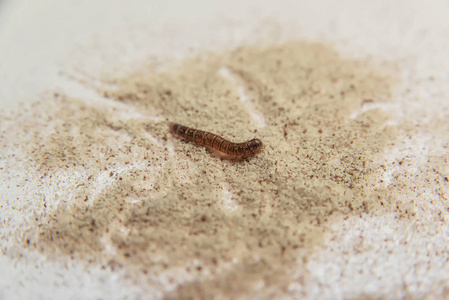 饭虫 产品中的寄生虫 面粉甲虫 棕色的黄色幼虫 喂食昆虫 害虫 变质的食物 面粉 发芽咖啡三合一 照片 正版商用图片18nmyh 摄图新视界