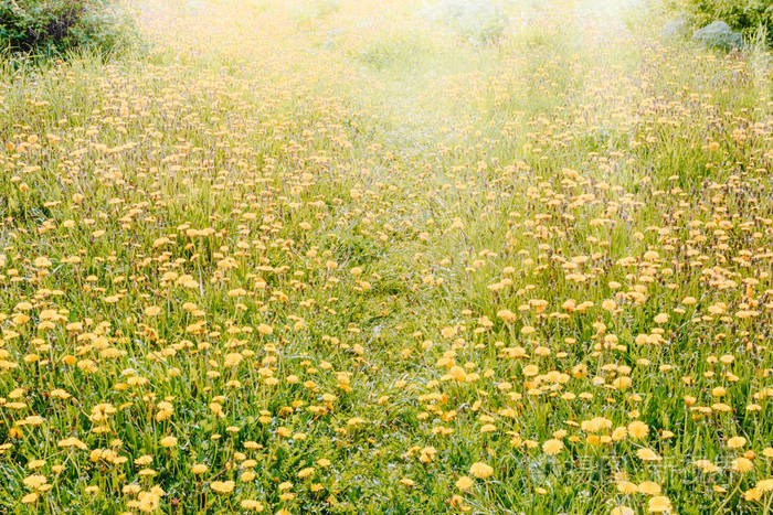 有花的蒲公英和阳光的绿色春草地照片 正版商用图片18nnfo 摄图新视界