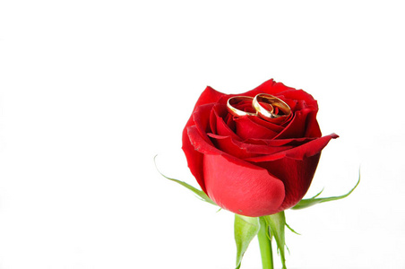 红色玫瑰花蕾上的结婚戒指。