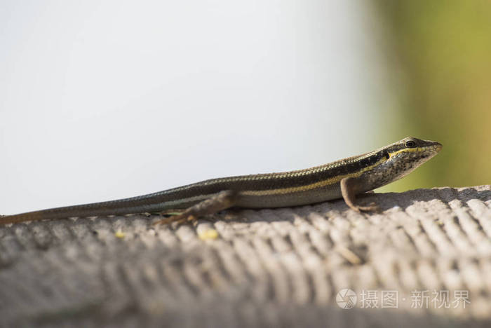 在农村的一条石路上蓝尾溜冰蜥蜴站着