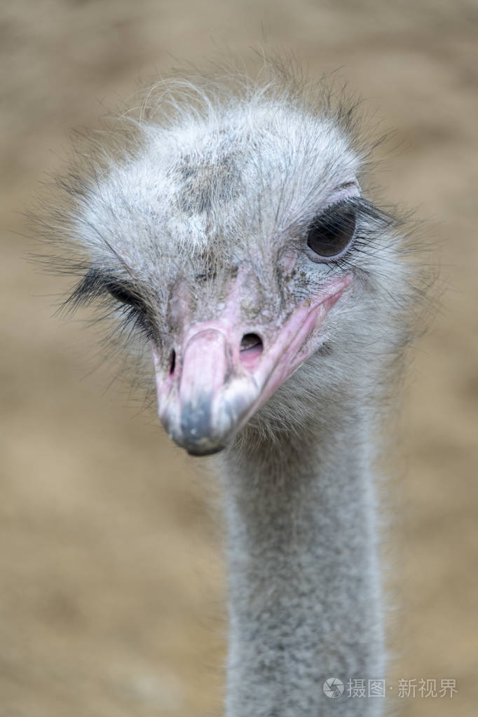 鸵鸟头颈正面肖像外