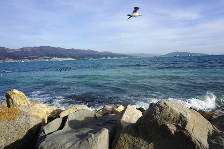 在海山和石头的背景下飞翔的海鸥诺沃罗西耶斯克市