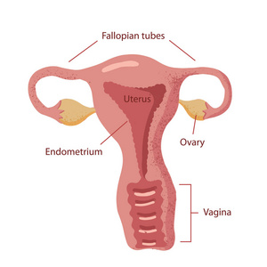手绘女性生殖系统解剖图。子宫, 子宫颈, 卵巢和输卵管在简单的卡通风格与标题