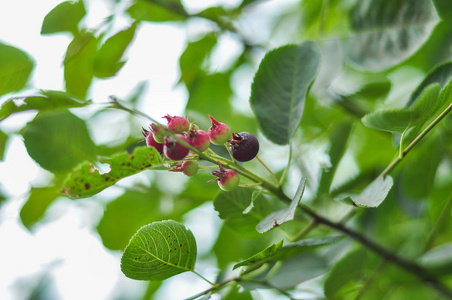 树莓浆果的细枝在一棵有亮绿色叶子的灌木上。