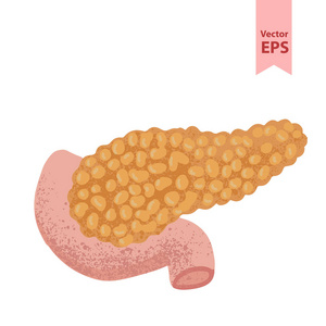 人体胰腺解剖学载体说明。用于手术和移植的器官。隔离在白色背景上, 手绘样式