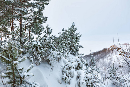 冬季景观雪覆盖森林。 新西伯利亚地区西西伯利亚俄罗斯