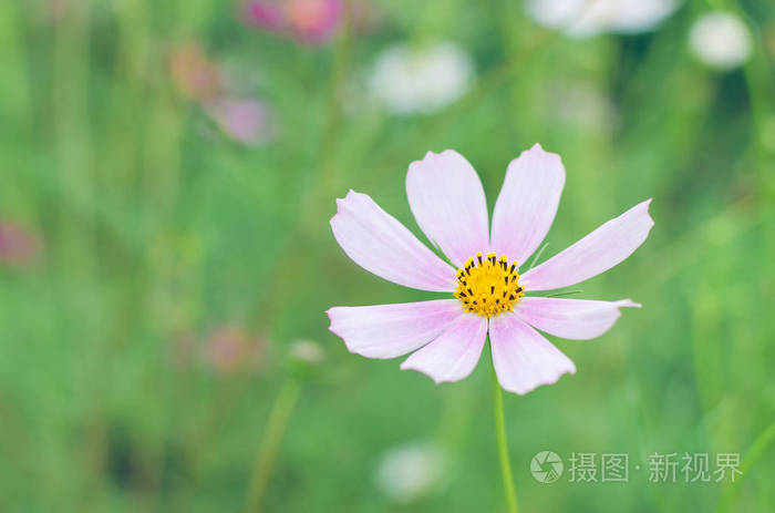 花坛里的宇宙之花 背景模糊 照片 正版商用图片18npmi 摄图新视界 花坛里的宇宙之花 背景模糊 照片 正版商用图片18npmi 摄图新视界