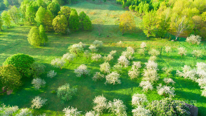 空中春天的景观,树木盛开. 阳光明媚的春天. 白俄罗斯.