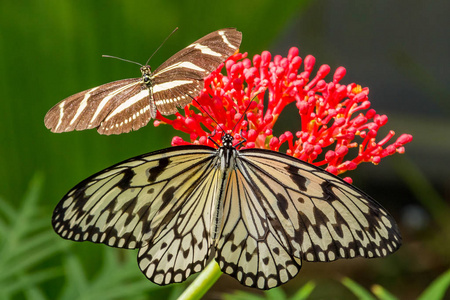 一个美丽的想法，亮眼乳头状和一个螺旋状的夏利托尼亚泽布拉夫林德在动物园的蝴蝶花园野生，荷兰