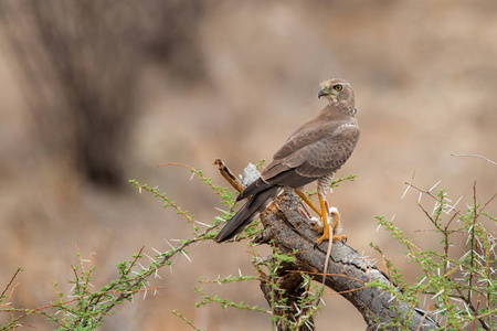 肯尼亚桑布鲁国家公园，东方少年高喊苍鹰吃老鼠