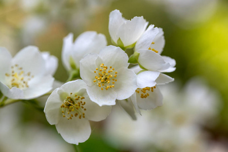 花园里美丽的茉莉花枝