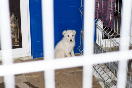 白色美丽的小狗在收容所慈善和慈善主题动物收容所狗救援志愿者工作