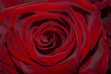深红色玫瑰天鹅绒纹理背景
