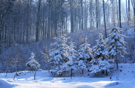 捷克共和国，冬天的黑漆漆的山，背景上布满了毛茸茸的雪