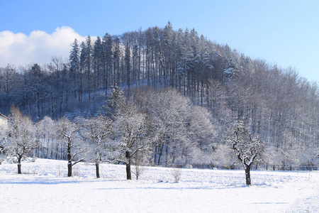 风景，山和树木覆盖着白色的雪和雾，在冬天，肮脏的山脉，捷克共和国