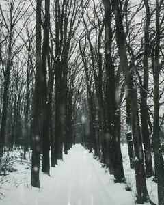 冬天在森林里的路。下雪