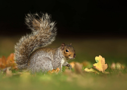 一只可爱的灰色松鼠坐在草地上，尾巴向上，秋天在英国。