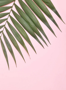 粉红色背景上的棕榈树。