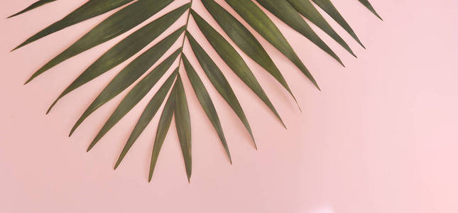 粉红色背景上的棕榈树。