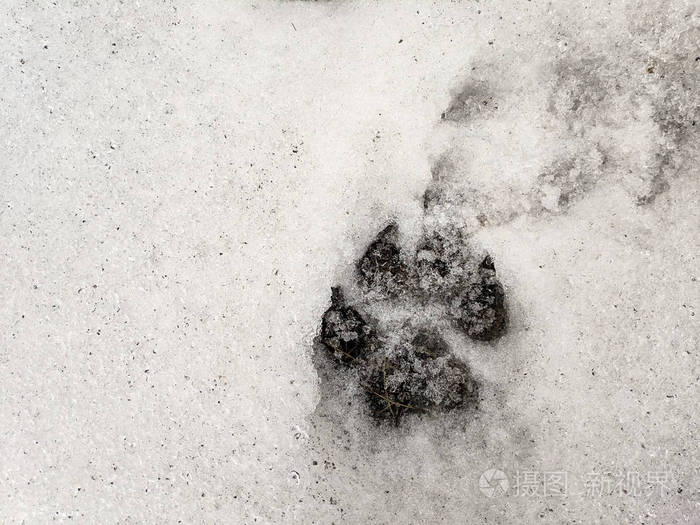 黄鼠狼雪地脚印图片