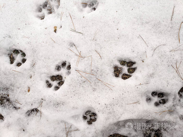 雪上的爪子印狗和狼的爪子