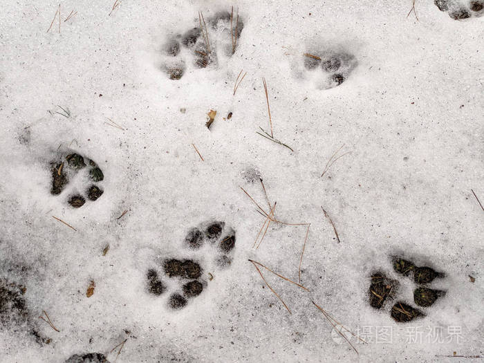 雪上的爪子印狗和狼的爪子