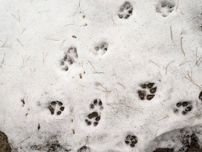狗和狼的雪爪上的爪印
