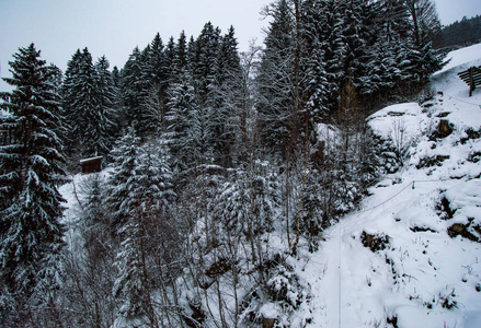 肮脏的小山，有雪和松树