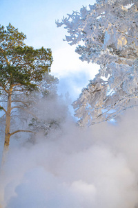 冬季森林中白雪覆盖的松树来自蒸汽加热锅炉房。雪林