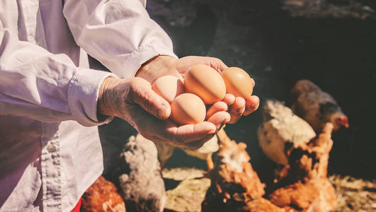 手里拿着鸡家蛋。有选择的焦点。农场