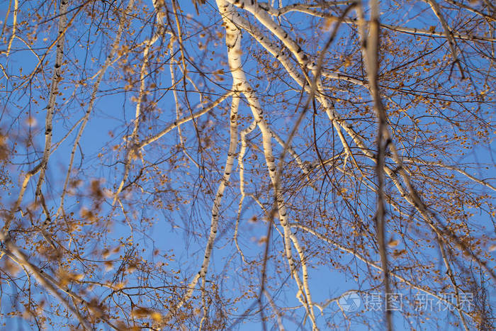 在冬天的蓝天背景下,树枝的纹理,桦树的树干