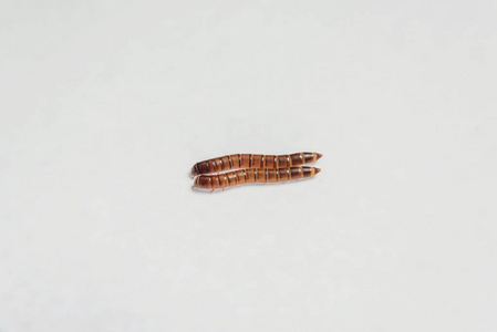 饭虫 产品中的寄生虫 面粉甲虫 棕色的黄色幼虫 喂食昆虫 害虫 变质的食物 蠕虫躺在白色的背景上 照片 正版商用图片18nmvi 摄图新视界
