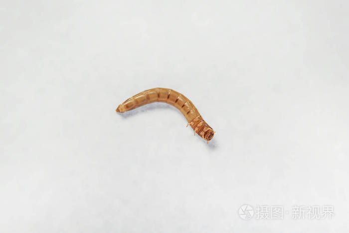 褐黄色幼虫.喂昆虫.害虫.吐出来的食物.蠕虫躺在白色的背景上.