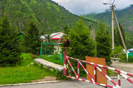 阿尔阿阿卡高山国家公园景观近比什凯克与天山山林鹰