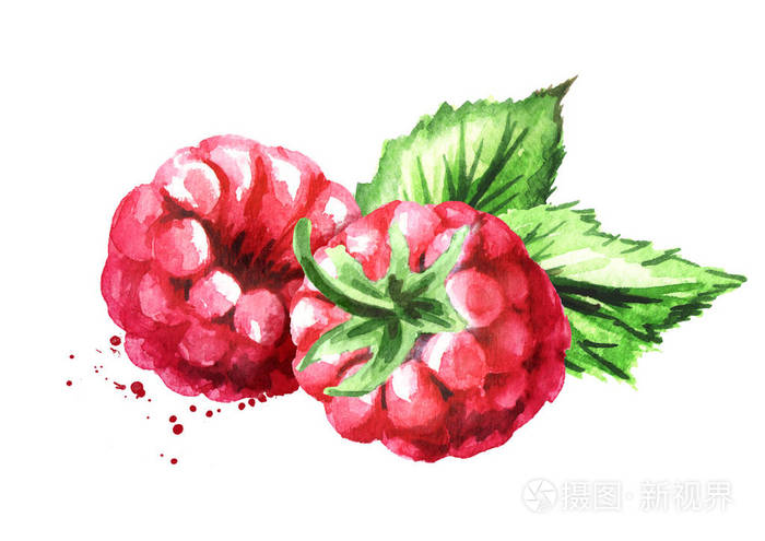 两组成熟的覆盆子和绿叶. 水彩画手绘插图分离白色背景