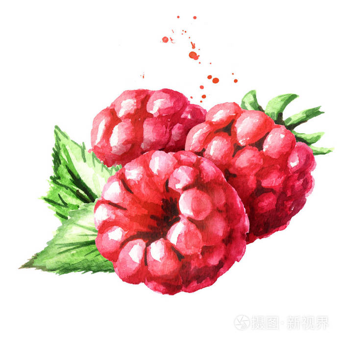 红色成熟树莓. 水彩画手绘插图分离白色背景