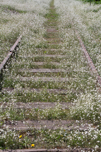 花中的路