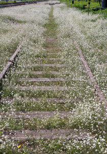 花中的路