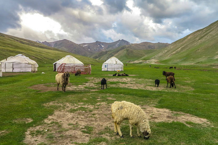 卡拉万塔什拉巴特卡拉万塞莱,白色,黑色和棕色,放牧和放松羊在蒙古包
