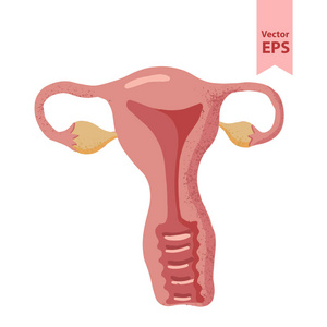 人体子宫解剖学向量例证。用于手术和移植的器官。五颜六色的平面设计隔离在白色背景, 手绘风格