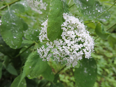 雨滴下白花丛