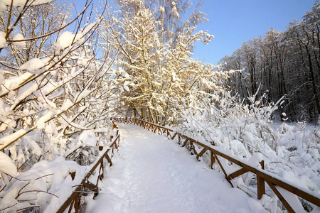 白雪覆盖森林，霜冻的早晨小径和蓝天。