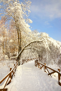 树枝在雪地上飞过一座木制的桥，上面有一个走道蓝天。