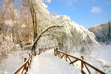 森林里的小径用木栅栏围起来，雪覆盖着树枝，蓝天。
