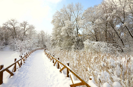 冬天公园的小路在雪蓝的天空中芦苇和树枝。