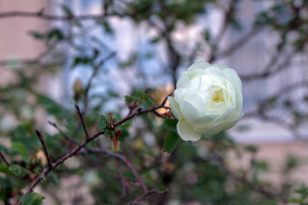 花园里的装饰花