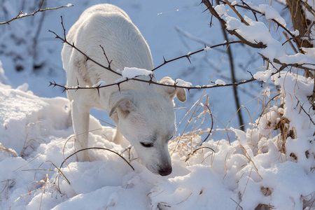 冬天,蓝眼睛的狗在雪地里玩耍,冬天阳光明媚的白天,宠物的美丽肖像画