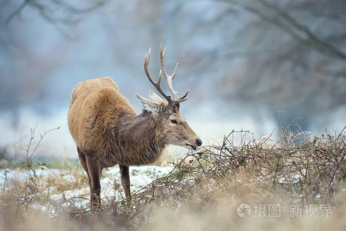 在英国冬天一只吃树枝的红鹿