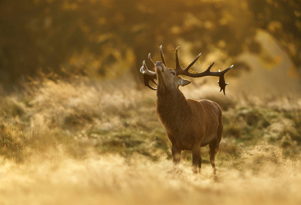 在英国日出时，一只红鹿站在草地上。