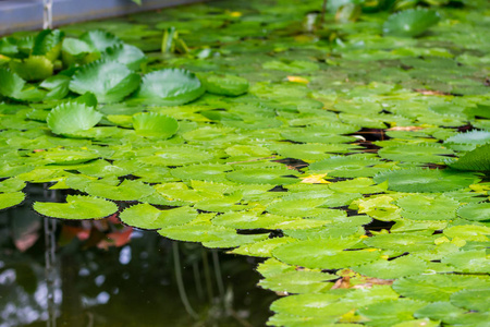 若虫在水上留下。 植物生长在湖中，叶子很大。